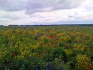 Іванівка з panoramio.com