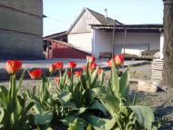 Андріївка з panoramio.com