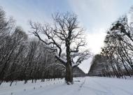 Диканька з panoramio.com