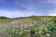 Новозванівка з panoramio.com
