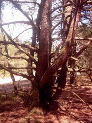 Лисняки з panoramio.com