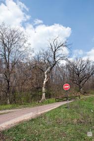 Чернеччина з panoramio.com