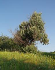 Степний Яр з panoramio.com