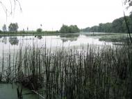 Куковичі з panoramio.com