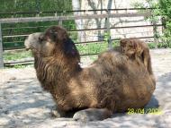 Колоденка з panoramio.com