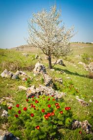 Живописне з panoramio.com