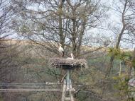 Трушевичі з panoramio.com