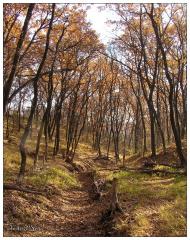 Молодогвардійськ з panoramio.com