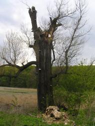 Власівка з panoramio.com