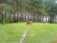 Борівське з panoramio.com