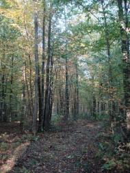 Хрипськ з panoramio.com