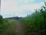 Нігин з panoramio.com