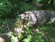 Курган з panoramio.com