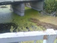 Козача Лопань з panoramio.com