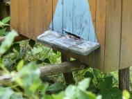 Снятинка з panoramio.com