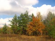 Рокитне з panoramio.com