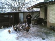 Теофілівка з panoramio.com