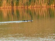 Архангельське з panoramio.com