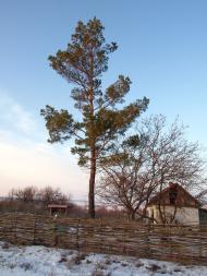 Ракове з panoramio.com