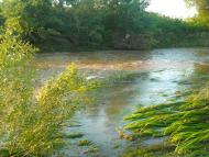 Виноград з panoramio.com