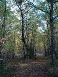 Хрипськ з panoramio.com