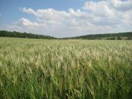 Інгулка з panoramio.com