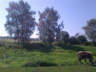 Сатиїв з panoramio.com