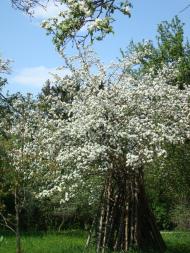 Виноград з panoramio.com