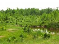 Тайки з panoramio.com