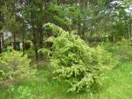 Снятинка з panoramio.com