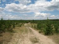 Рубіжне з panoramio.com