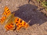 Солнечное - Последние фото