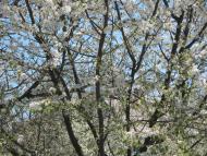 Нижні Сірогози з panoramio.com