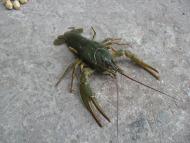 Осіч з panoramio.com