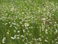 Пришиб з panoramio.com