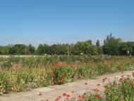 Нижні Сірогози з panoramio.com