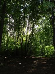 Хрипськ з panoramio.com