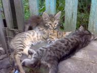 Камінь-Каширський з panoramio.com