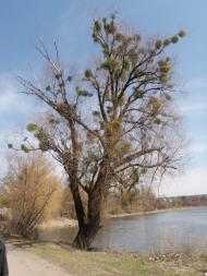 Красна Слобідка з panoramio.com