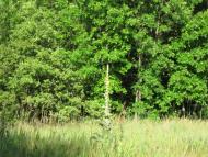 Озаричі з panoramio.com