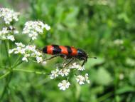 Грядки з panoramio.com