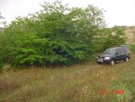 Ширяєве - Останні фото