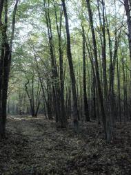 Хрипськ з panoramio.com