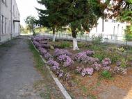 Андріївка з panoramio.com