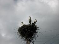 Максаки з panoramio.com