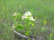 Хрящувате з panoramio.com