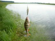 Червоні Луки з panoramio.com