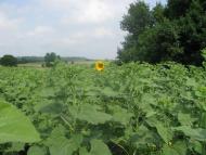 Аркушине з panoramio.com