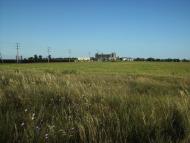 Грибівка з panoramio.com