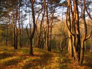 Рокитне з panoramio.com